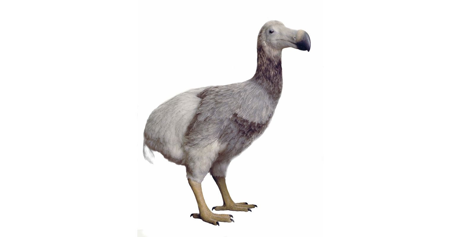 Deze realistische dodo reconstructie is te zien in Naturalis. Foto: Naturalis