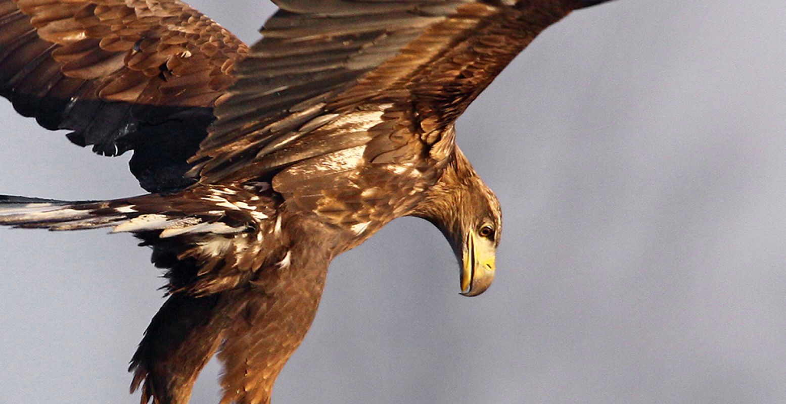 Close-up uit de foto van de zeearend in Groningen. Foto: Het Groninger Landschap © Gerrit Kiekebos