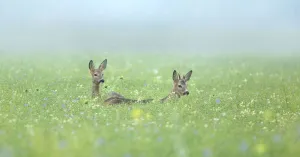 Voorjaar in Kardinge Voorjaar in Kardinge | Foto geüpload door gebruiker Natuurmonumenten.
