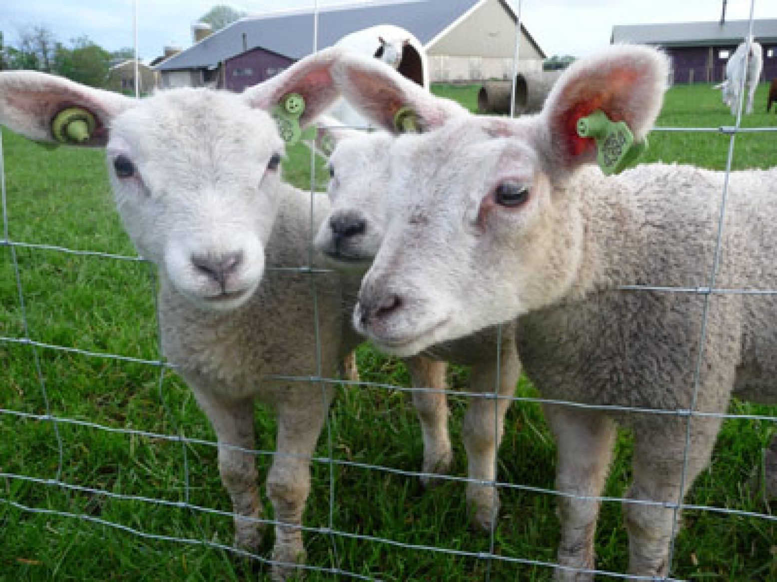 De lammetjes staan te mekkeren rond de BoerenTent. Foto's: Grytsje Anna Pietersma & Sifra Kriek