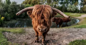 Stoere grazers aan het werk op Veluwezoom Stoere grazers aan het werk op Veluwezoom | Foto geüpload door gebruiker Natuurmonumenten.