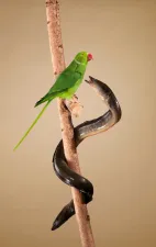 Dieren van de Grachten Fotobeschrijving: Vogel. Foto: (c) Van Santen & Bolleurs.