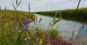 De boeiende wilde planten van Tiengemeten | Foto geüpload door gebruiker Natuurmonumenten.