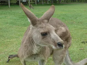 Skippy in Arnhemse bossen