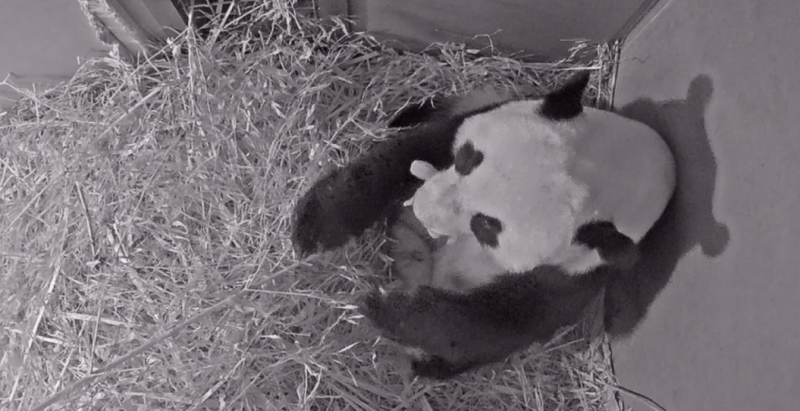 Wu Wen en haar jong. Foto: Ouwehands Dierenpark