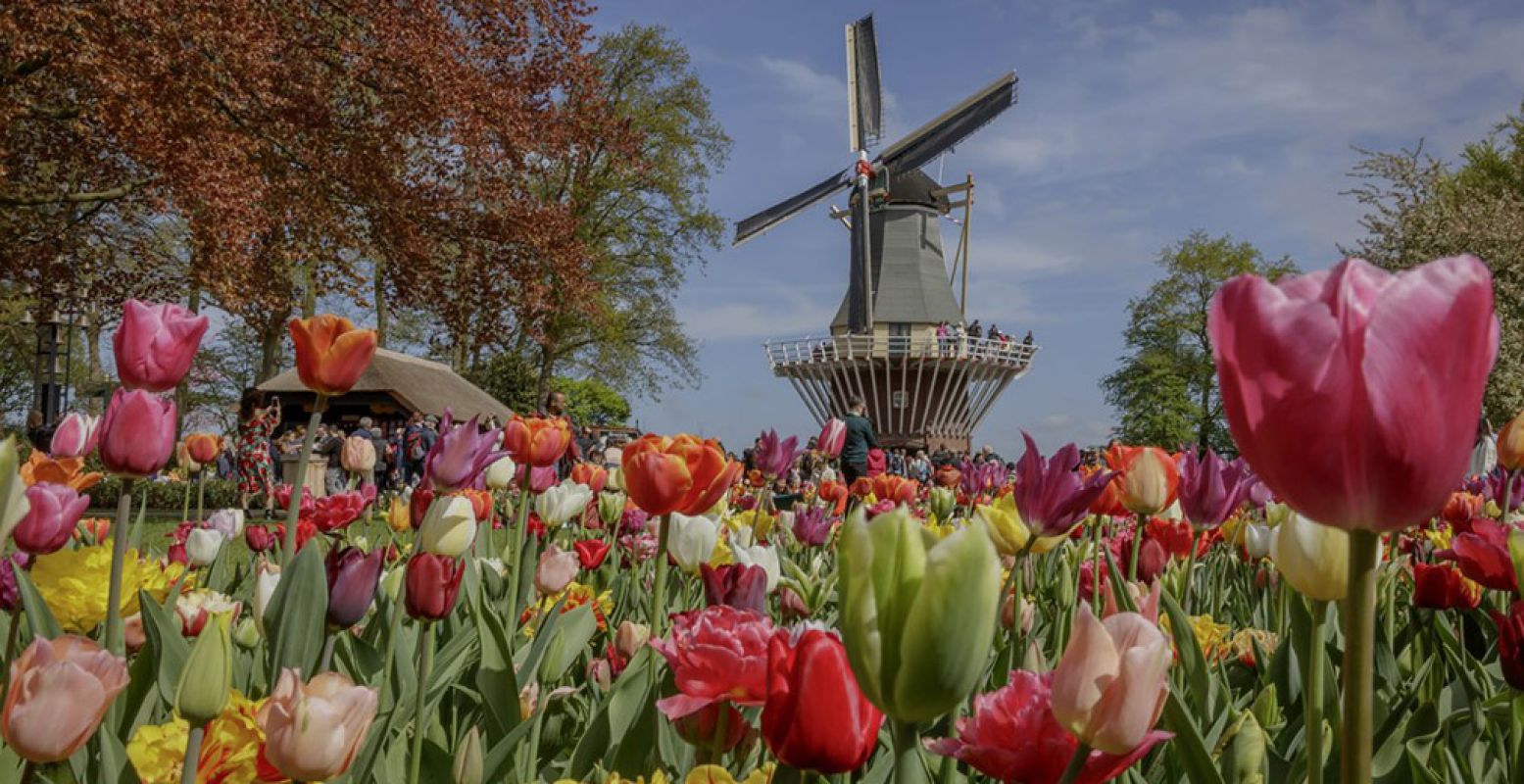 Een populaire attractie in Keukenhof: de historische molen. Foto: Keukenhof.