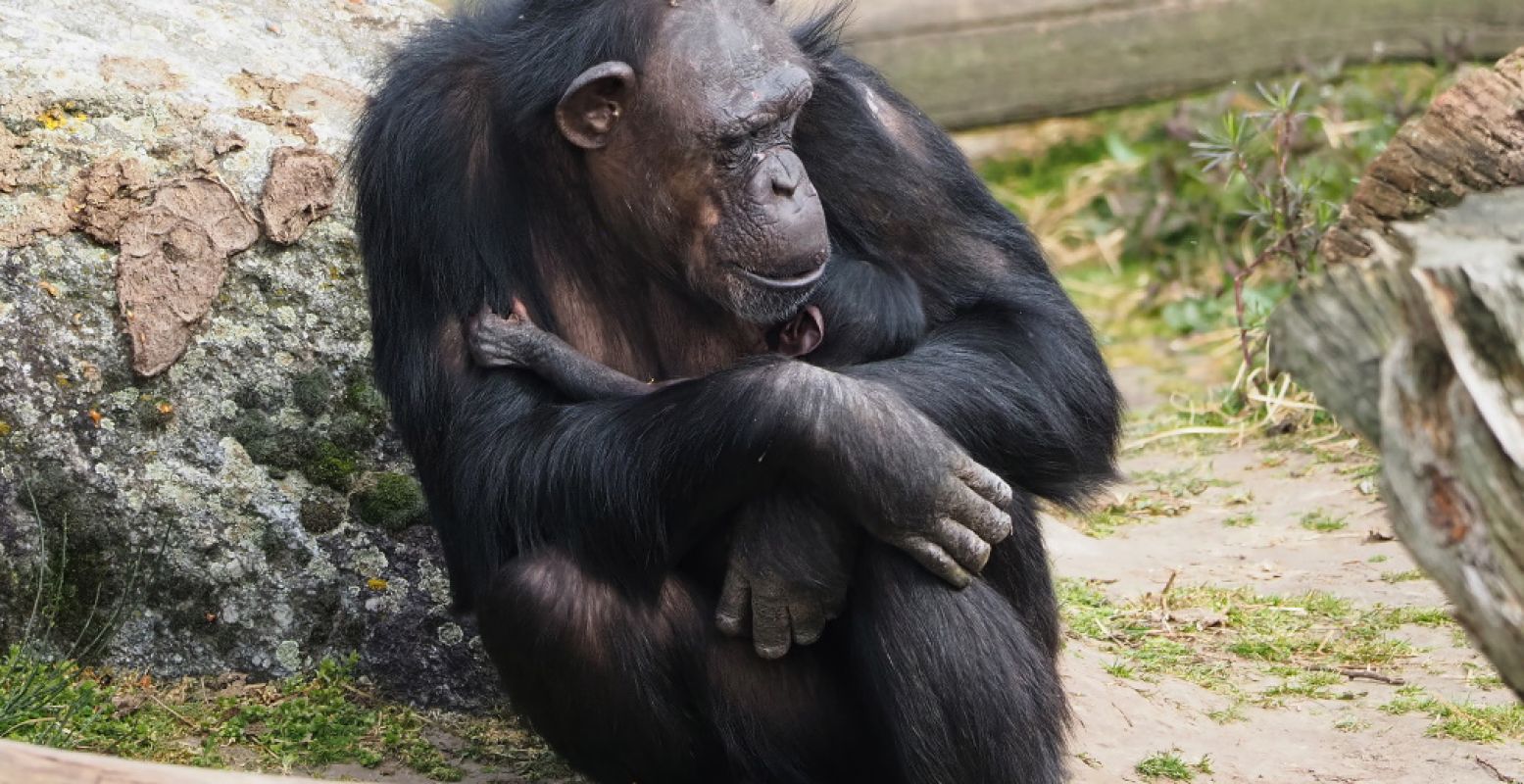 Mama chimpansee houdt haar jong nog het liefst zo dicht mogelijk tegen zich aan. Foto: Safaripark Beekse Bergen.