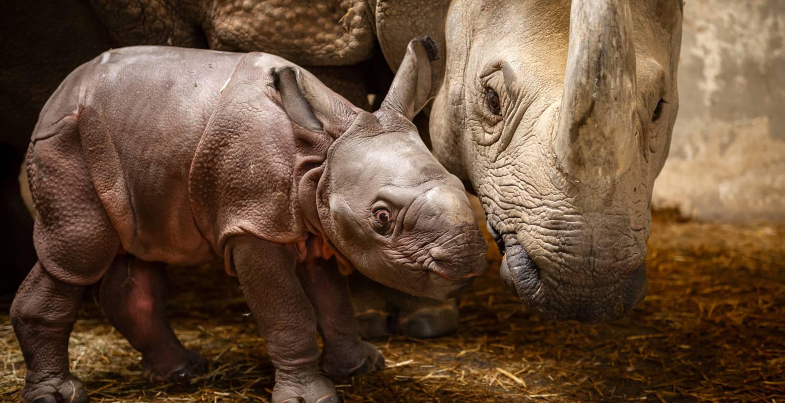 De kleine roze neushoorn kijkt voor het eerst de wereld in. Foto: ZOO Planckendael ©