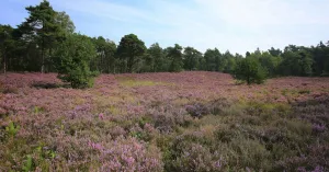 Zwerftocht door Loenense bossen (12km) Zwerftocht door Loenense bossen (12km) | Foto geüpload door gebruiker Natuurmonumenten.