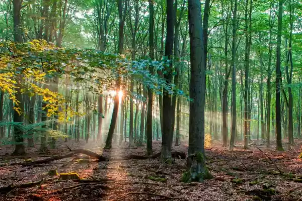 Ochtendwandeling op de Hondsrug opgaande zon in bos | Foto geüpload door gebruiker Staatsbosbeheer.
