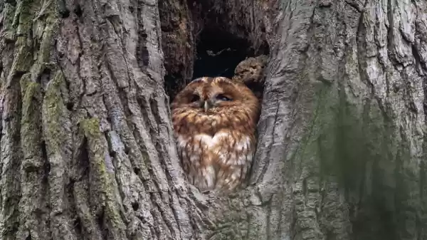 Bosuilen op de Duivelsberg bosuil | Foto ge&uuml;pload door gebruiker Staatsbosbeheer.