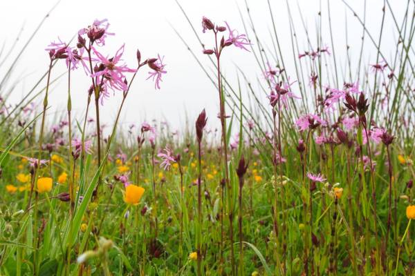 Vaartocht langs de bloeiende hooilandjes Vaartocht langs de bloeiende hooilandjes | Foto ge&uuml;pload door gebruiker Natuurmonumenten.