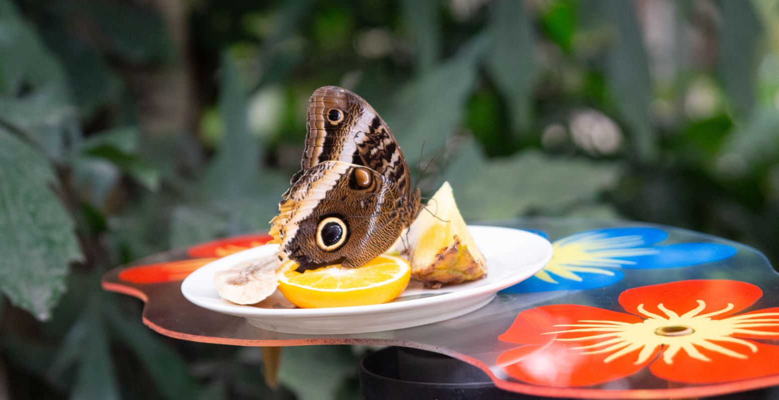 In Vlinderica leven meer dan 2000 soorten vlinders. Foto: DagjeWeg.NL