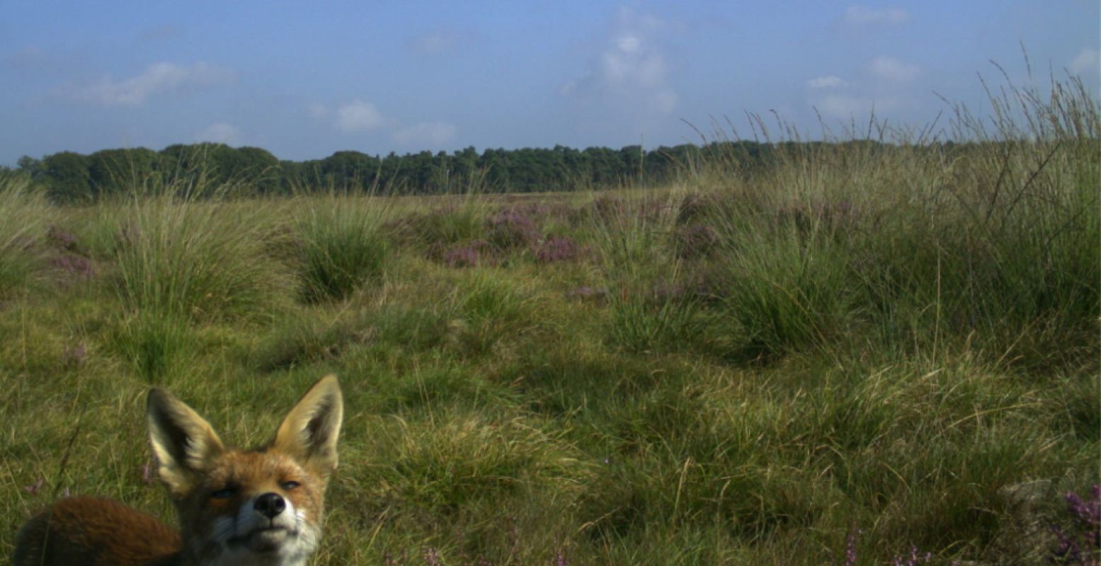 Een nieuwsgierige vos. Foto: Het Nationale Park De Hoge Veluwe.