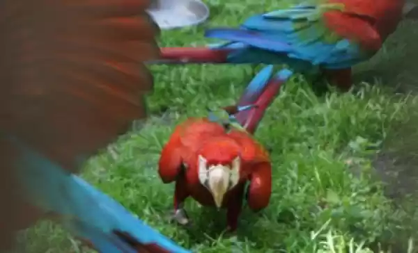 Pas op voor pissende tijgers