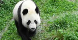 De reuzenpanda's komen op 12 april naar Nederland