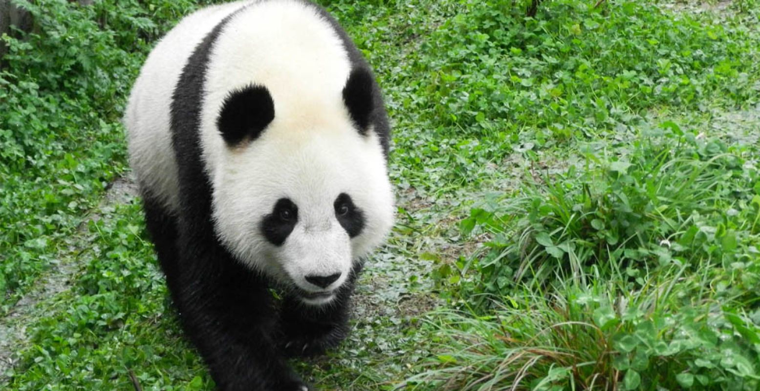 Kom de reuzenpanda's dit voorjaar bewonderen. Foto: © Ouwehands Dierenpark