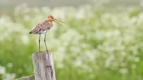Ontdek de Kapelse Moer Grutto | Foto ge&uuml;pload door gebruiker Staatsbosbeheer.
