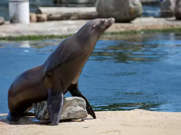 Bewonder bijzondere zee(zoog)dieren van dichtbij. Foto: Dolfinarium