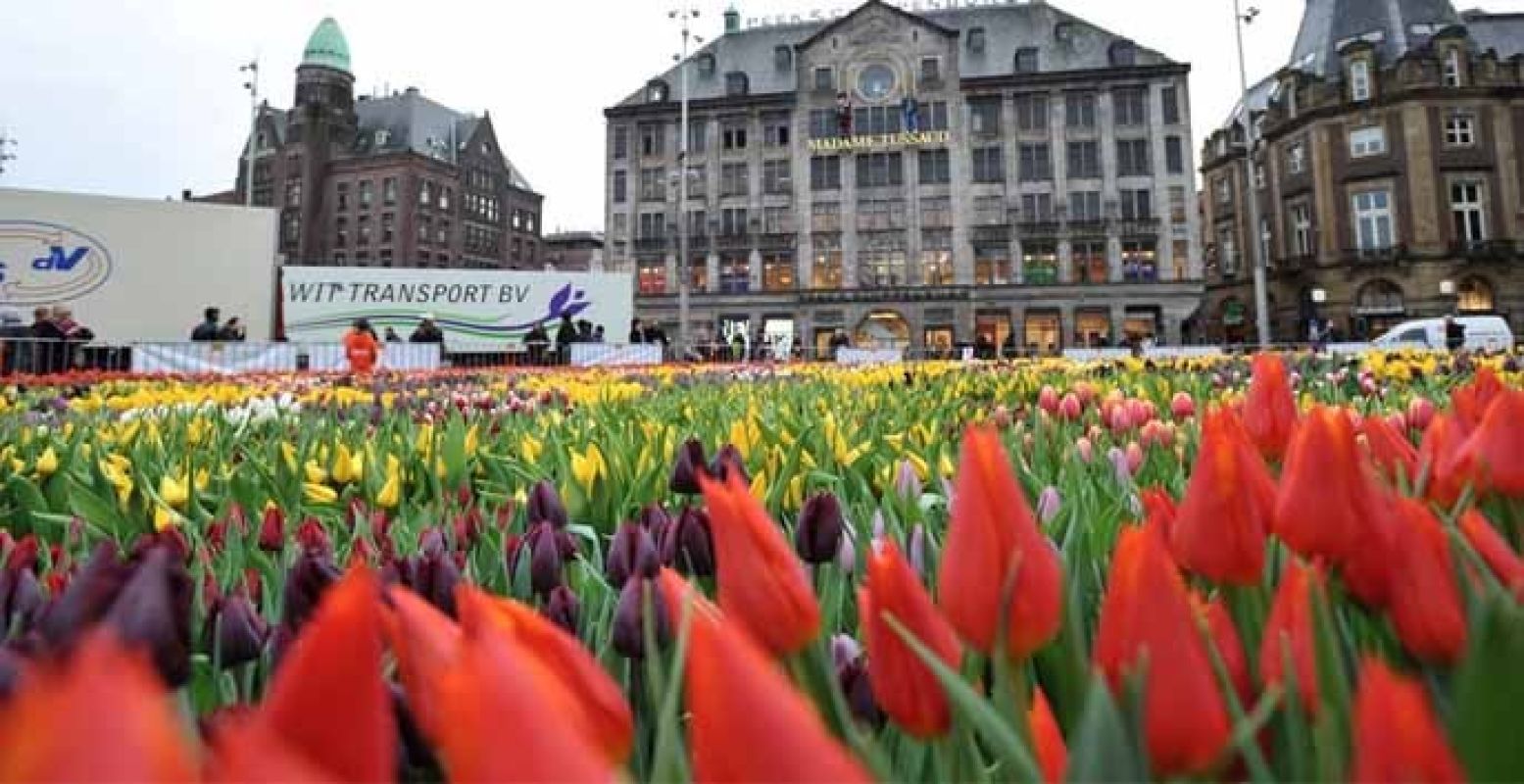 De pluktuin bestaat uit 200.000 tulpen. Foto: Stichting Tulpenpromotie Nederland