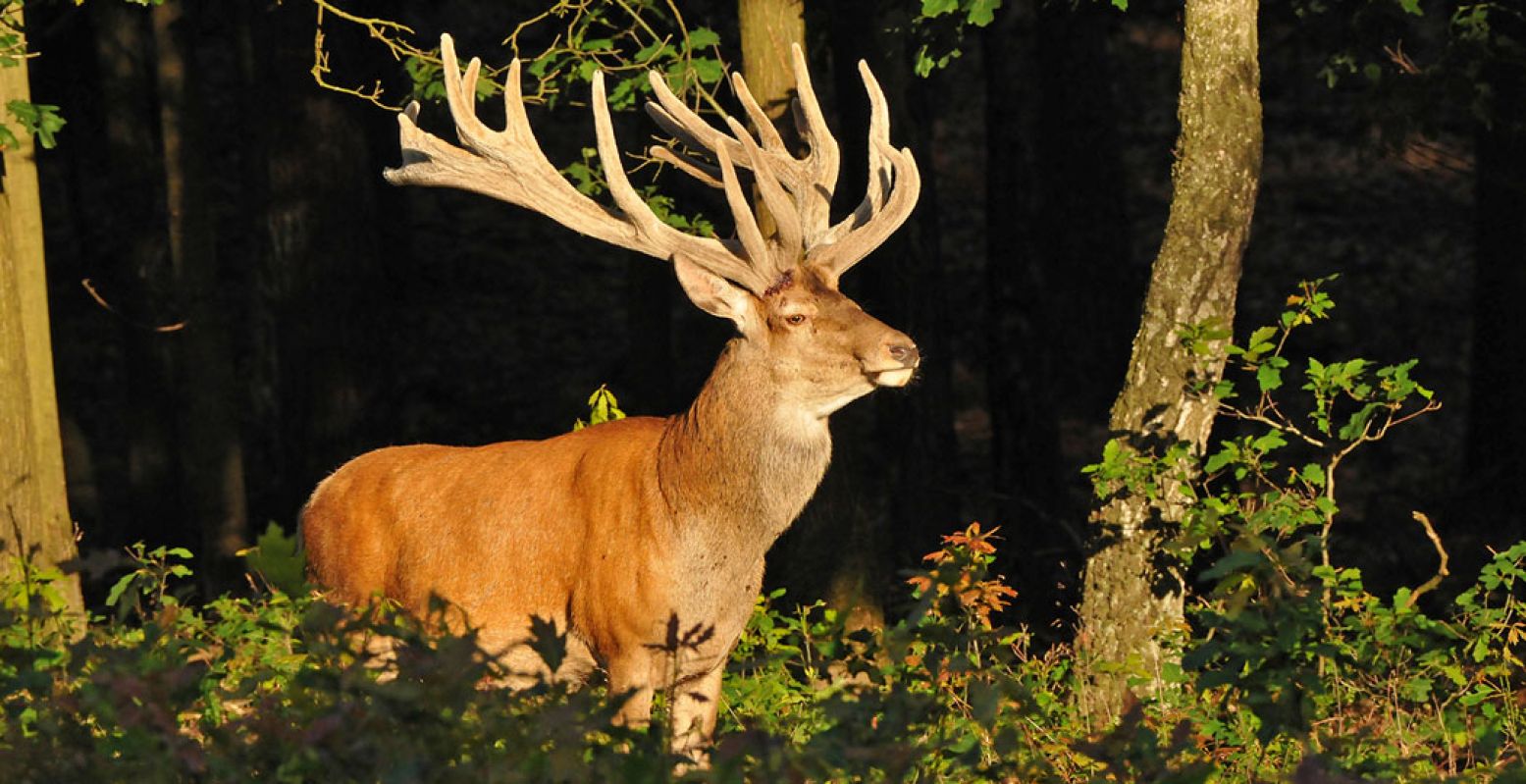 Het edelhert op de Hoge Veluwe laat van zich horen tijdens de bronst. Foto: © Ton Heekelaar