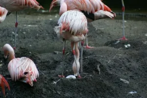 Eieren rapen in DierenPark Amersfoort