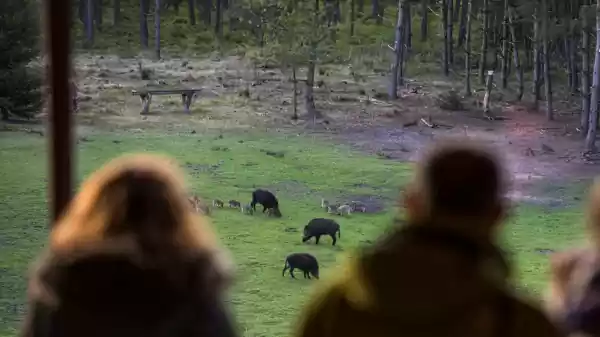wilde zwijnen | Foto ge&uuml;pload door gebruiker Staatsbosbeheer.