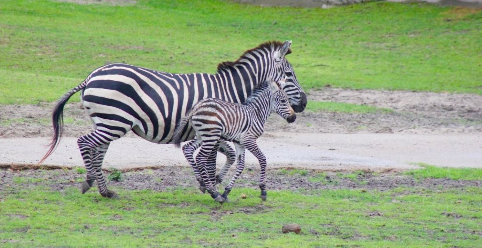 Het zebrahengstje met zijn moeder. Foto: WILDLANDS Adventure Zoo Emmen.