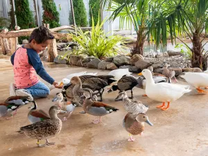 Lori's eten in de Lorituin uit je hand. Foto: Orchideeën Hoeve