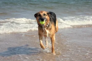 Naar het hondenstrand