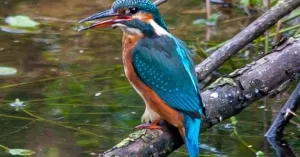 Vogels spotten in de Vechtplassen Vogels spotten in de Vechtplassen | Foto geüpload door gebruiker Natuurmonumenten.
