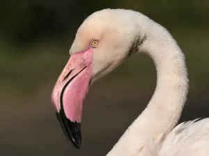Prachtig: een knalroze flamingo. Foto: Dierenpark ZiE-ZOO © Timothy Raymond