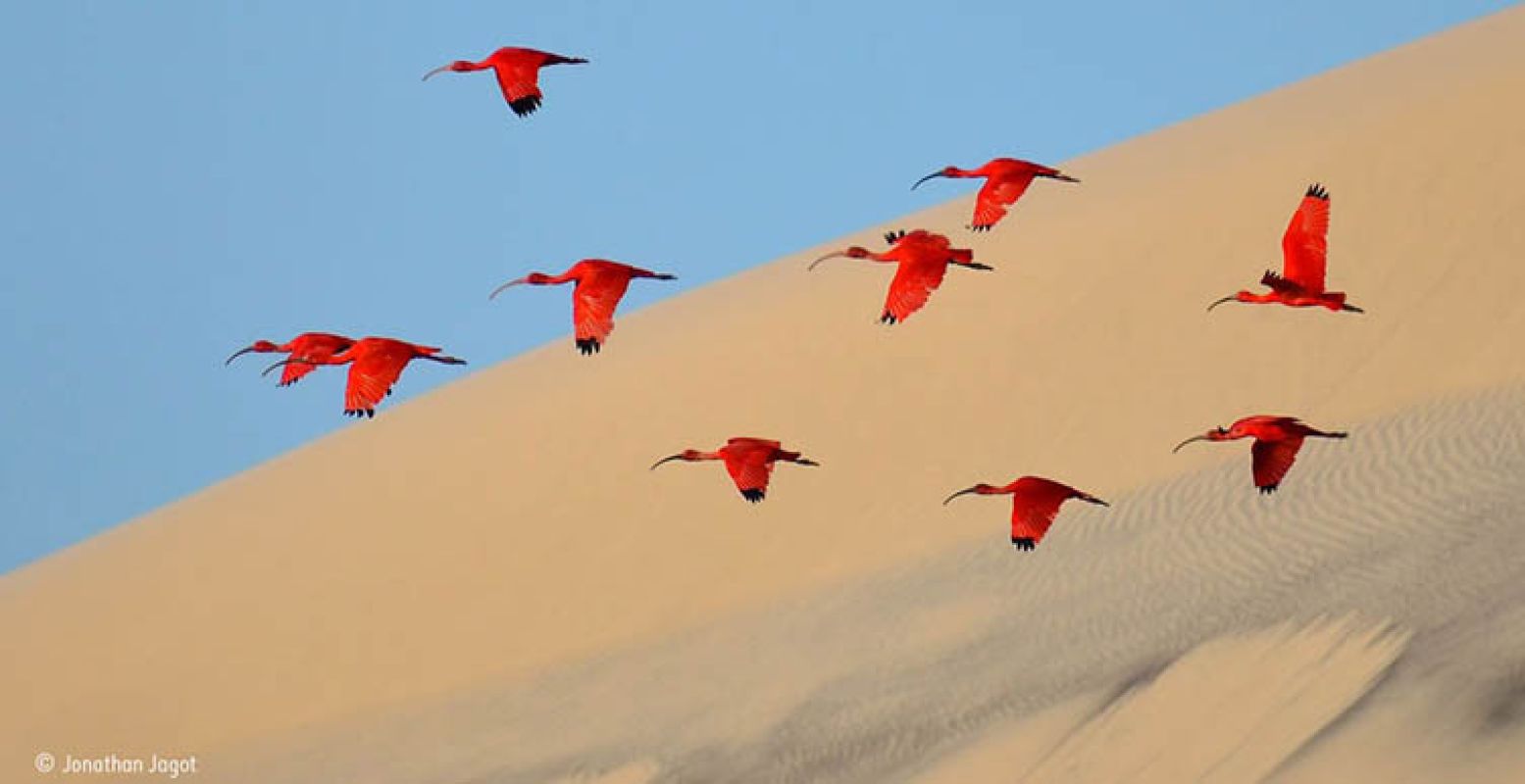 Foto: © Jonathan Jagot (France) Flight of the scarlet ibis. Wildlife Photographer of the Year 2015.