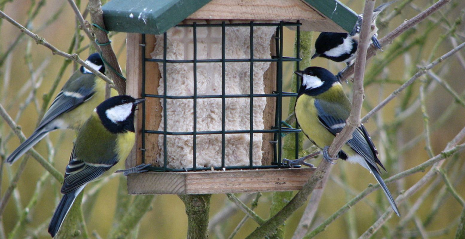 Op pad gaan met een zeef of bingokaart, of iets knutselen voor de vogels: met de buitenspeeltips van OERRR Natuurmonumenten vervelen kinderen zich geen moment! Foto: Natuurmonumenten © Marion Coenen