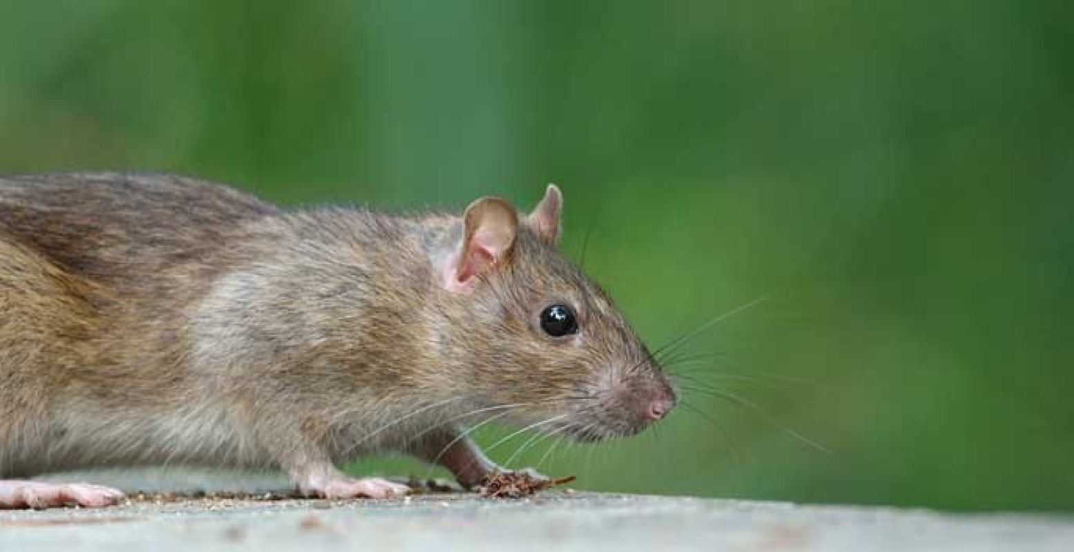 Het wemelde vroeger van de ratten in Amsterdam. Kom erachter tijdens de enige echte Rattentour. Foto:  Jean-Jacques Boujot, Flickr 