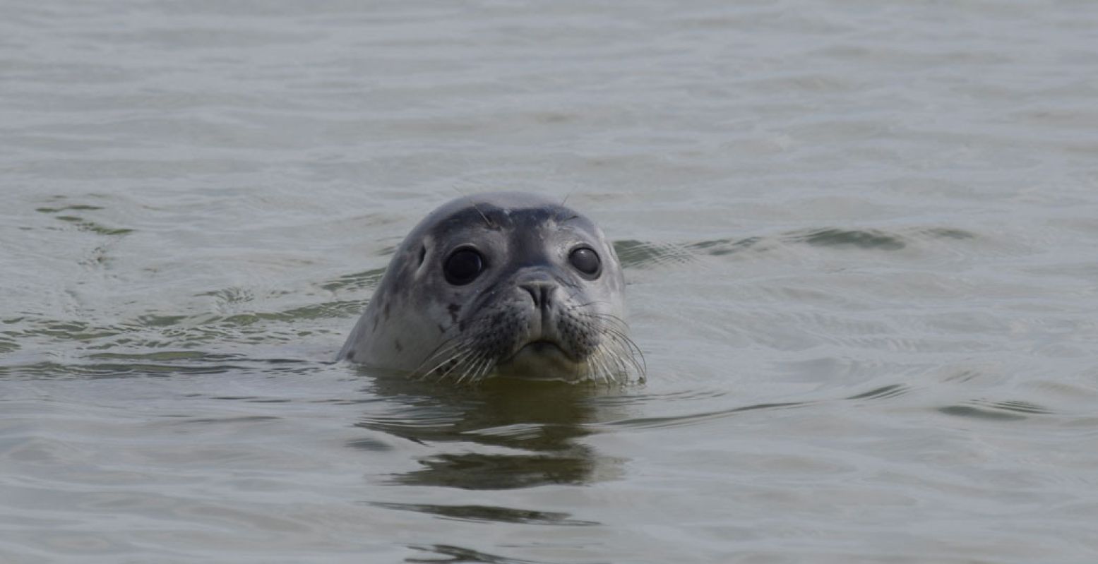 Spot zeehonden in het wild in de Westerschelde. Foto: ScheldeSafari