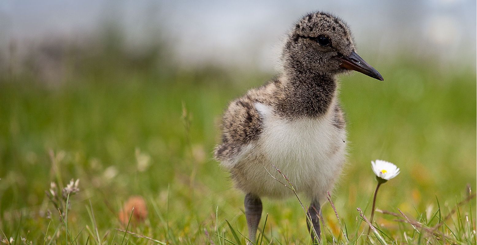 Een kleine scholekster in het weiland, onopvallend door de schutkleuren van hun veren. Foto:  Pixabay 