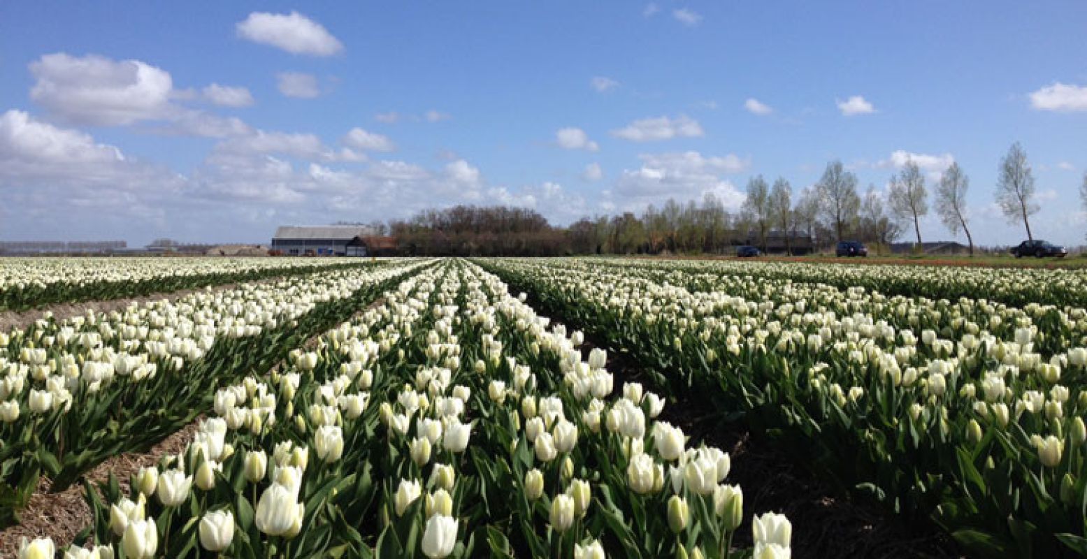 Witte tulpen in bloei. Foto: Margot Maljaars.