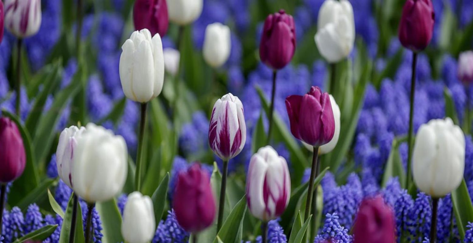 Bewonder de mooiste bloemen en doe inspiratie op voor thuis. Foto: Keukenhof.