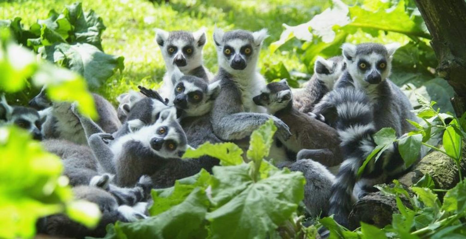 Geniet van de Ringstaartmaki's. Foto: DierenPark Amersfoort.