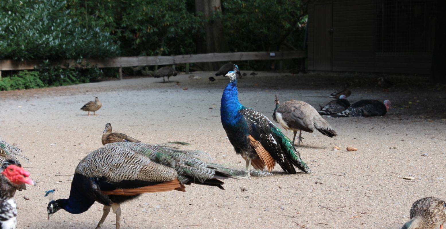 Kinderboerderij De Hofstede heeft ook een vogeleiland. Hier lopen pauwen, kalkoenen, eenden en ganzen vrij rondwaggelen. Foto: DagjeWeg.NL.