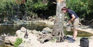 Oog in oog met duizenden exotische vogels bij Avifauna De verzorgers weten op een grappige en leerzame manier het publiek te betrekken bij het voeren van de dieren. Foto: DagjeWeg.NL