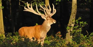 Op excursie naar burlende edelherten