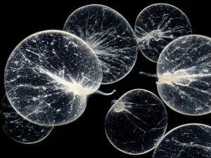 Ontdek de zeevonk, die lichteffecten geeft in de golven. Foto: Micropia © Wim van Egmond