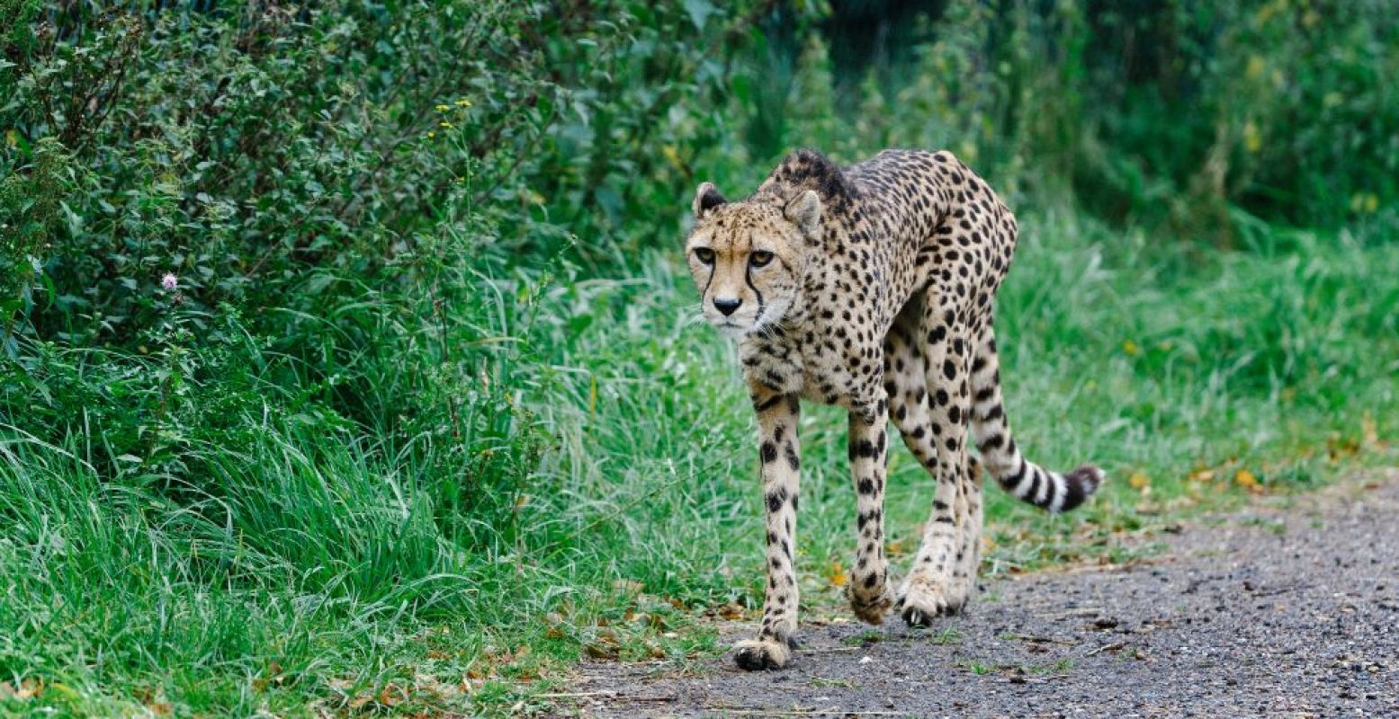 Een jachtluipaard in Beekse Bergen. Foto: Safaripark Beekse Bergen