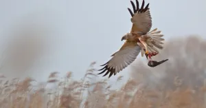 Ontdek de vogels van de Zuidhollandse Delta Ontdek de vogels van de Zuidhollandse DeltaFoto geüpload door gebruiker Natuurmonumenten.