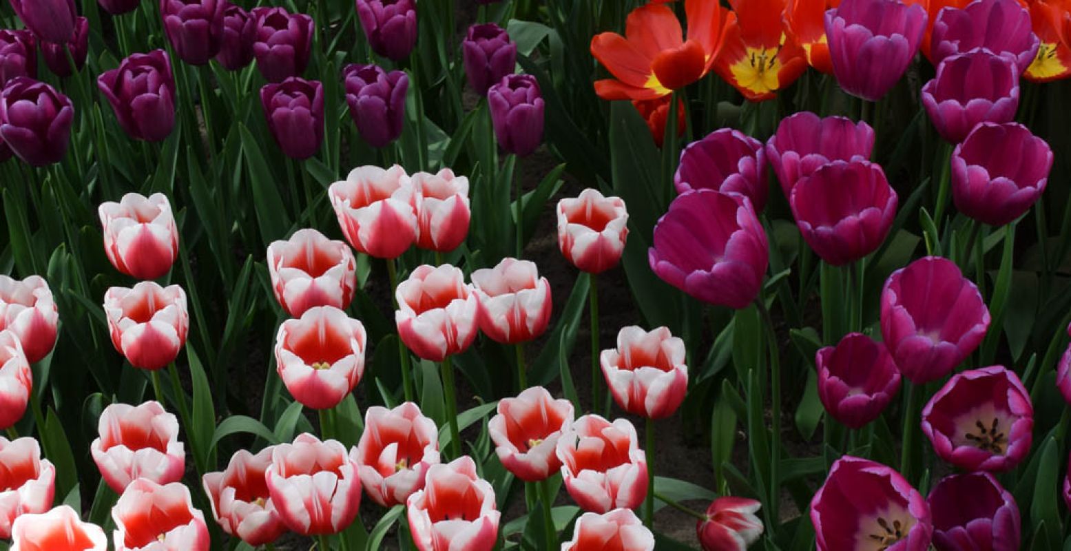 Tulpen in de mooiste kleuren.