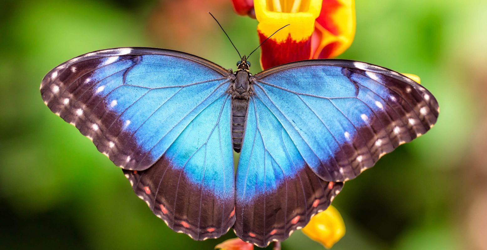 Speur naar de mooiste vlinders in de vlindertuin. Foto: Vlindertuin Vlindorado