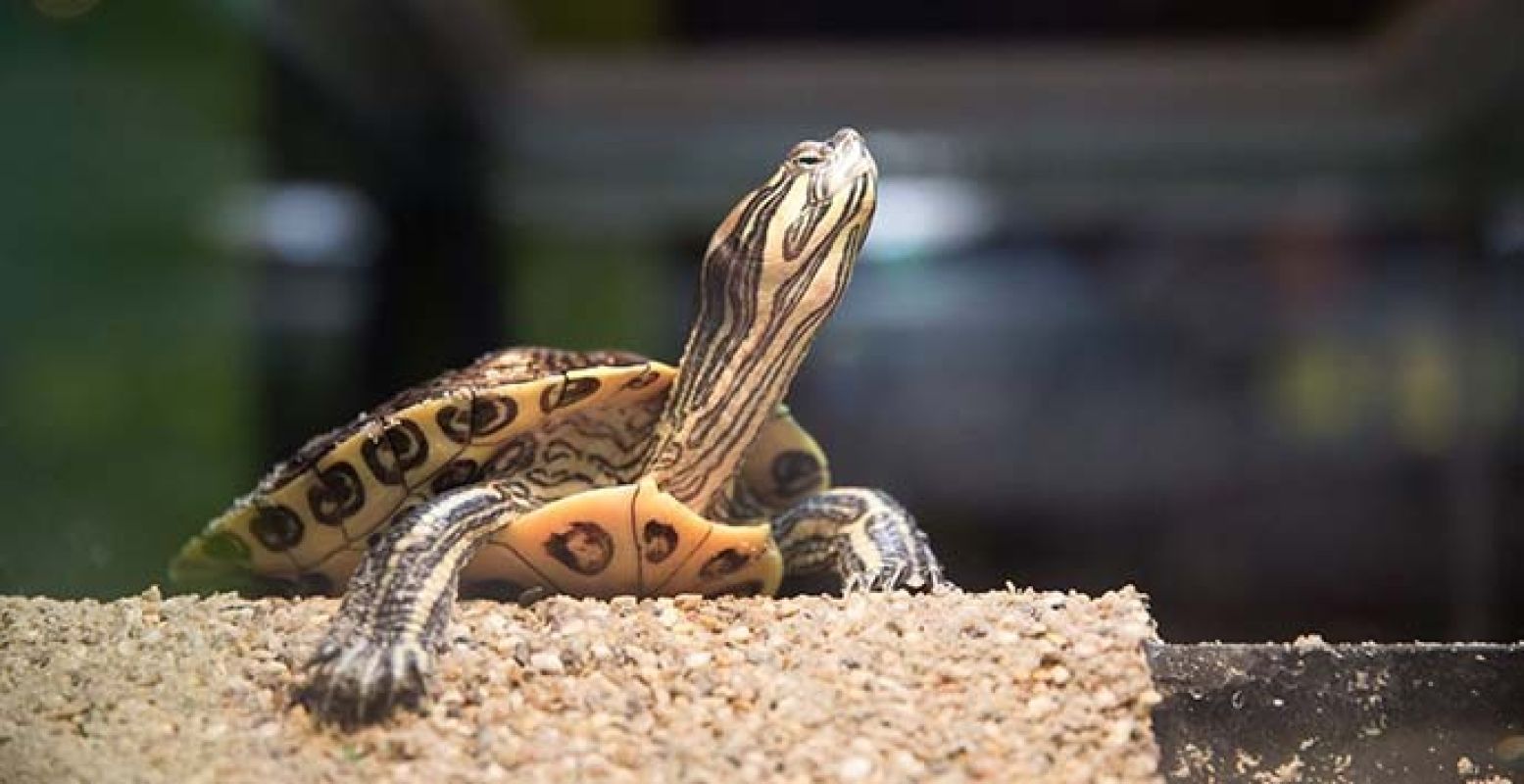 Er zijn ook iets ongewonere huisdieren... Foto: Animal Event