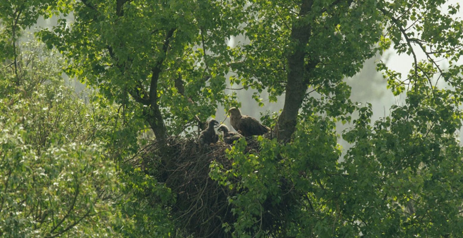 De Biesbosch is een zoetwatergetijdengebied. Het heeft een voedselrijkdom, waardoor het een uitstekende woon- en verblijfplaats is voor verschillende soorten planten en dieren. Foto: © Staatsbosbeheer, Paul Klaver.